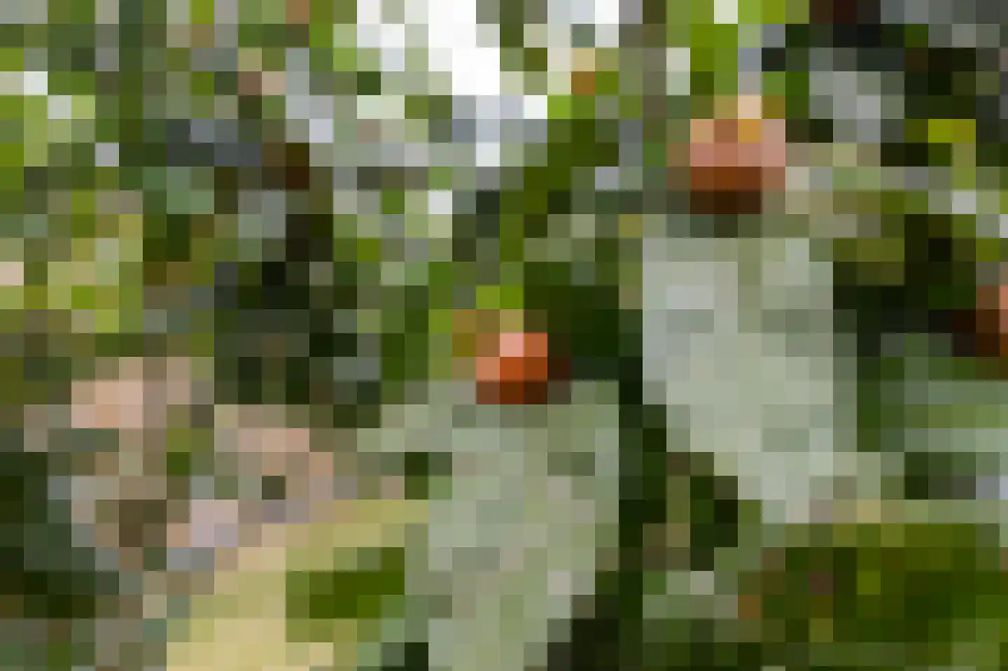 Vijfmorgen 2 h Rijswijk (NB) thumbnail 61