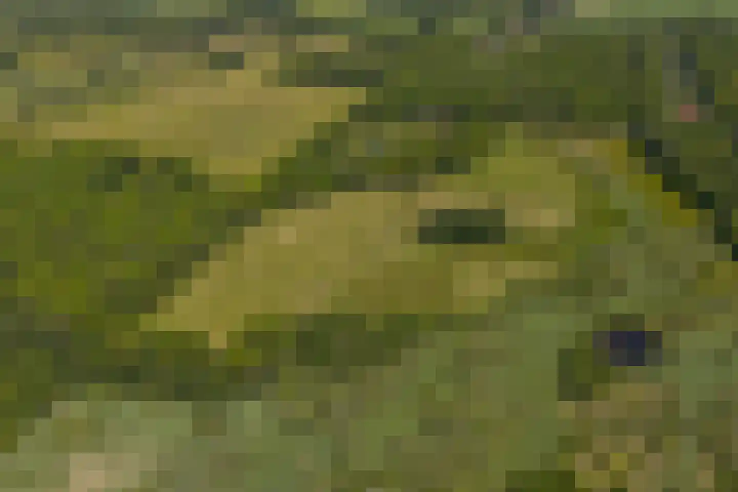 Vijftig Bunder 3 Midlaren thumbnail 8