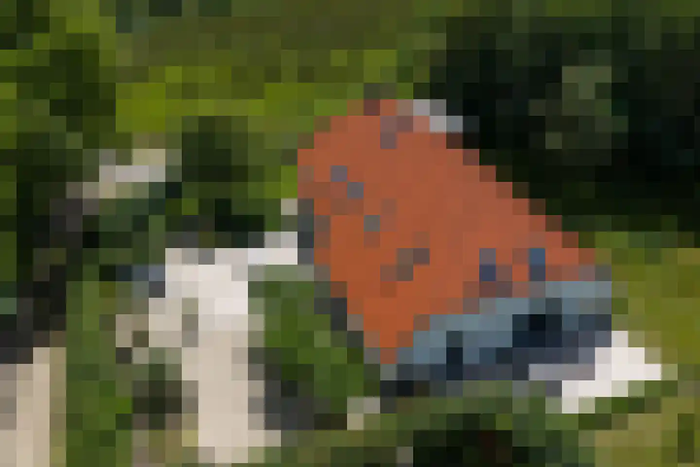 Vijftig Bunder 3 Midlaren thumbnail 9