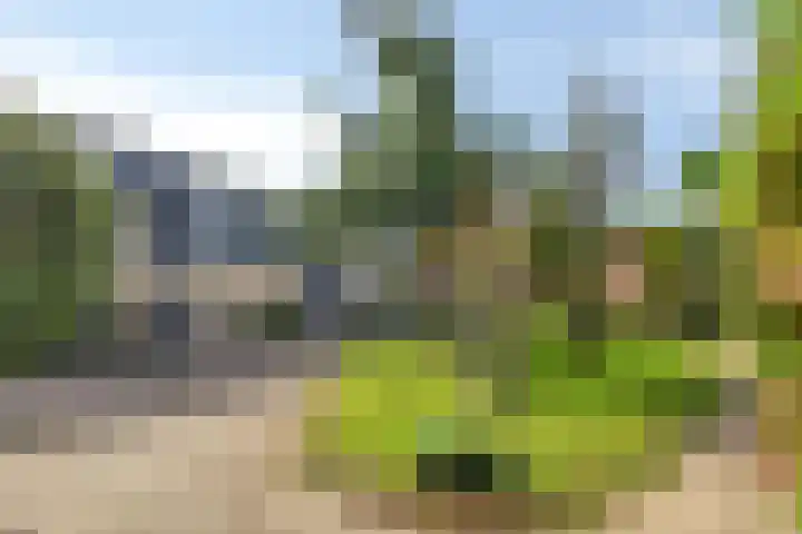Vijfvingerkruid 10 Amersfoort thumbnail 24