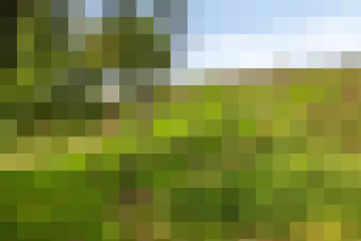 Vijfvingerkruid 10 Amersfoort thumbnail 25