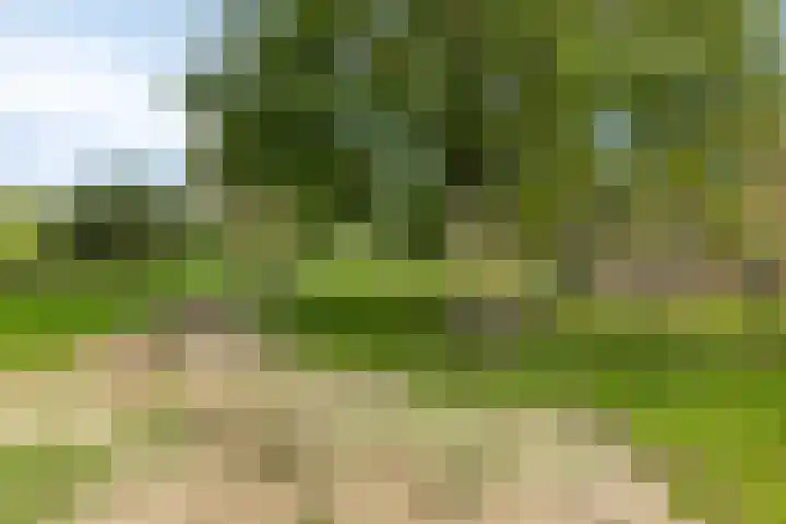 Vijfvingerkruid 10 Amersfoort thumbnail 26