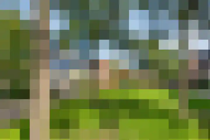 Vijfvingerkruid 10 Amersfoort thumbnail 36
