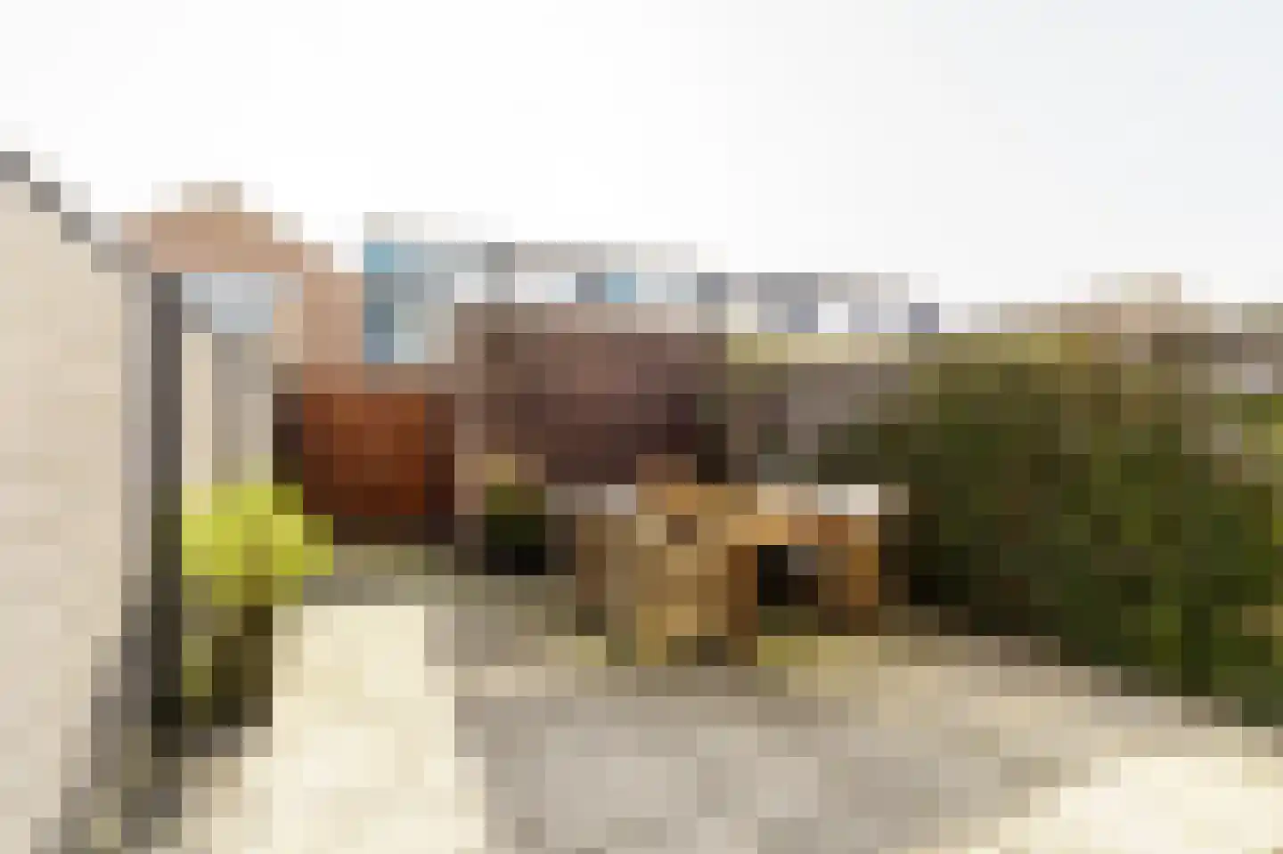 Vijfvingerkruid 16 Amersfoort thumbnail 32