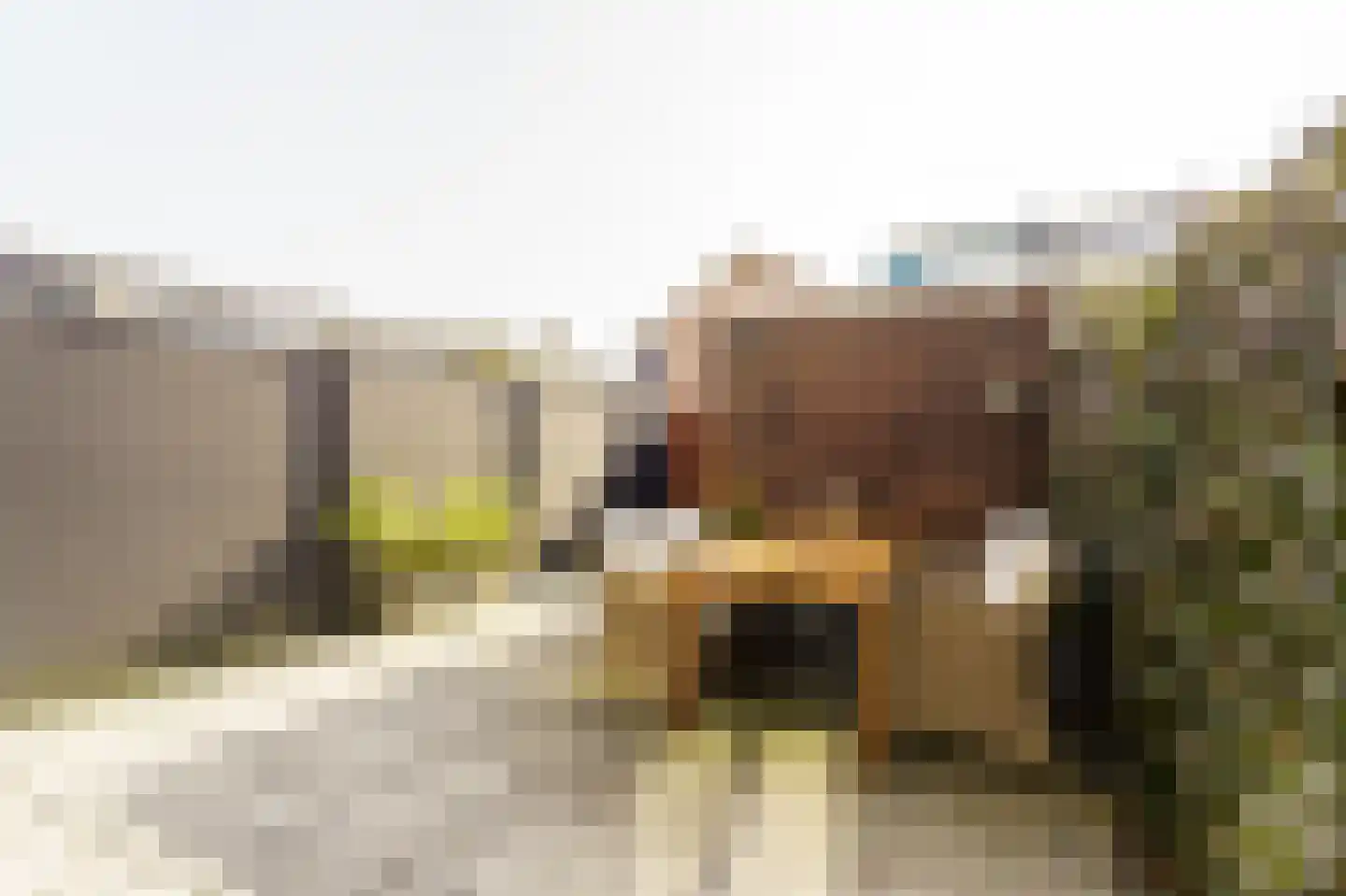 Vijfvingerkruid 16 Amersfoort thumbnail 33