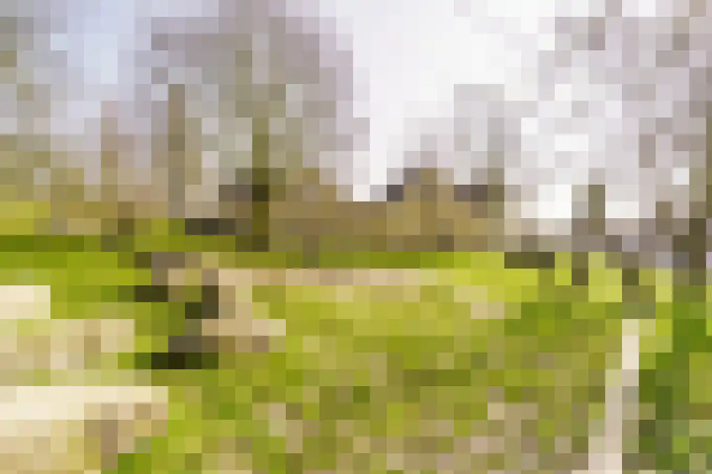 Vijfvingerkruid 16 Amersfoort thumbnail 40