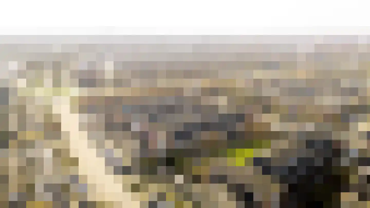 Vijfvingerkruid 16 Amersfoort thumbnail 42
