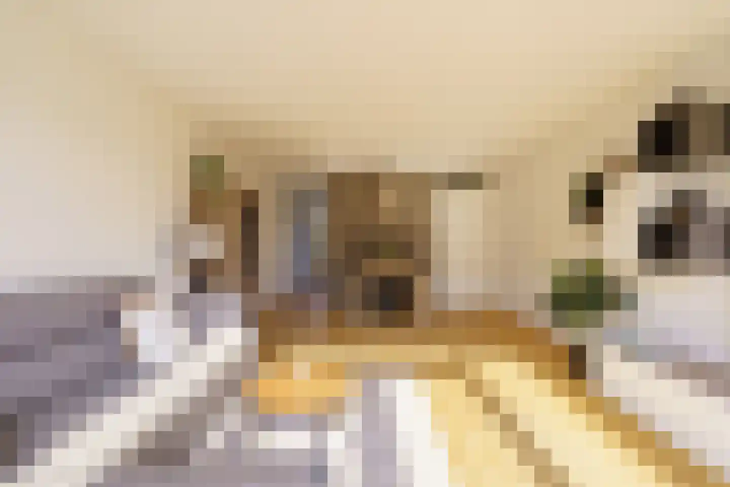 Vijfvingerkruid 16 Amersfoort thumbnail 7