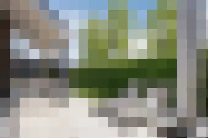 Vijfvingerkruid 16 Berghem thumbnail 36
