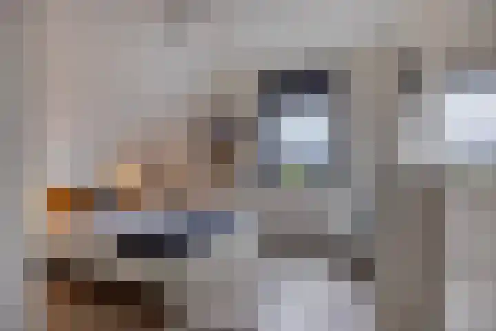 Vijfvingerkruid 19 Berghem thumbnail 43