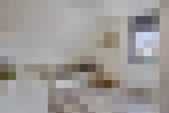Vijfvingerkruid 19 Berghem thumbnail 47