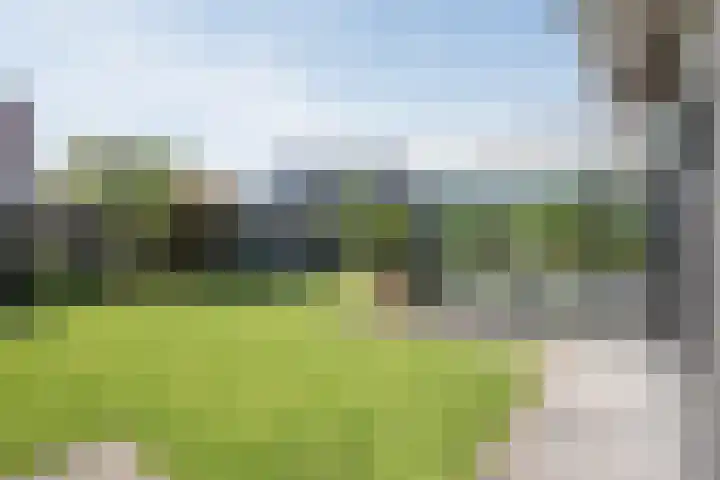 Vijfvingerkruid 19 Berghem thumbnail 59