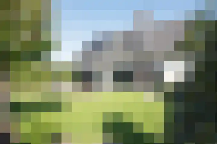 Vijfvingerkruid 19 Berghem thumbnail 61