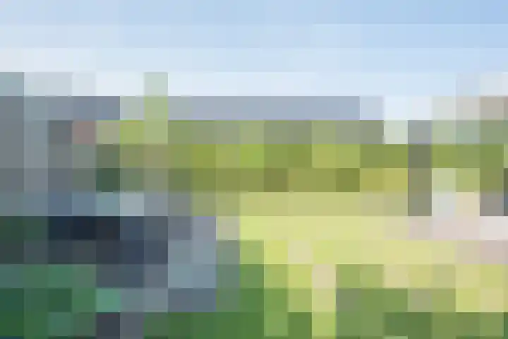 Vijfvingerkruid 19 Berghem thumbnail 62
