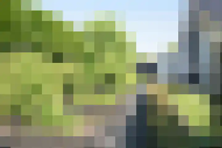 Vijfvingerkruid 19 Berghem thumbnail 64