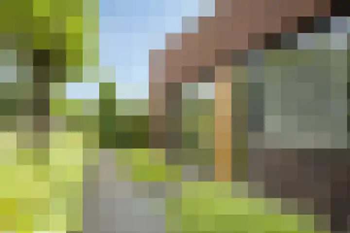 Vijfvingerkruid 46 Berghem thumbnail 10