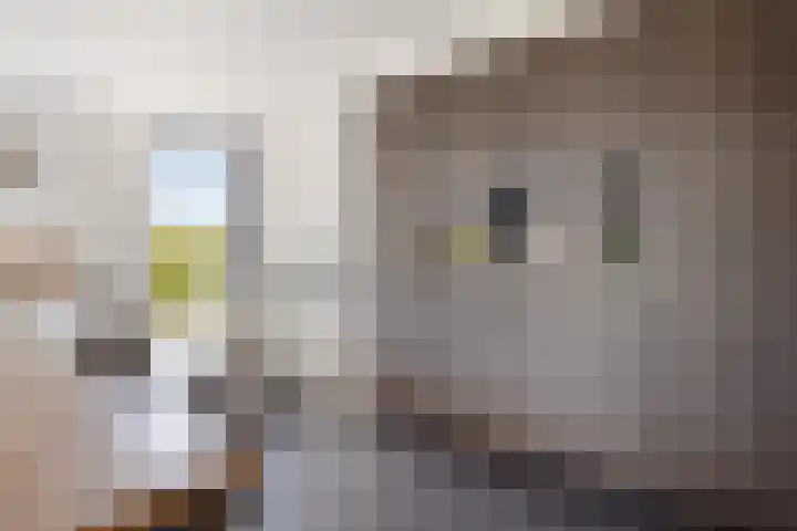 Vijfvingerkruid 46 Berghem thumbnail 18