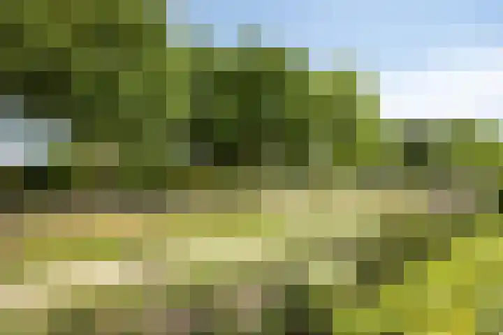 Vijfvingerkruid 46 Berghem thumbnail 43