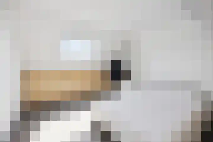 Vijverhof 26 Druten thumbnail 53