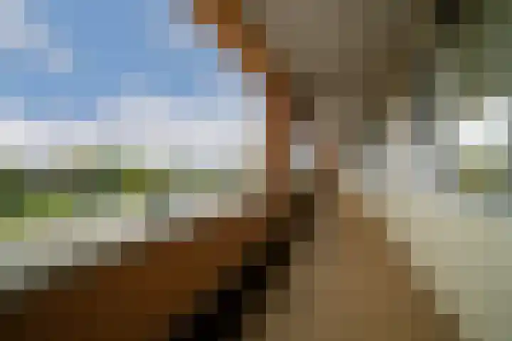 Vijverhof 56 Avenhorn thumbnail 8