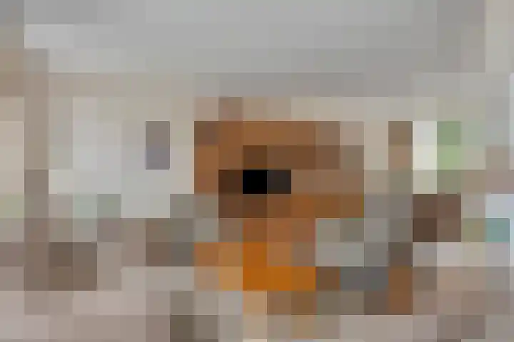 Vijverlaan 12 Arnhem thumbnail 18