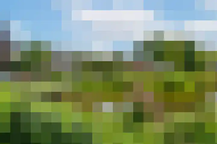 Vijverstraat 8 Nieuwendijk thumbnail 6
