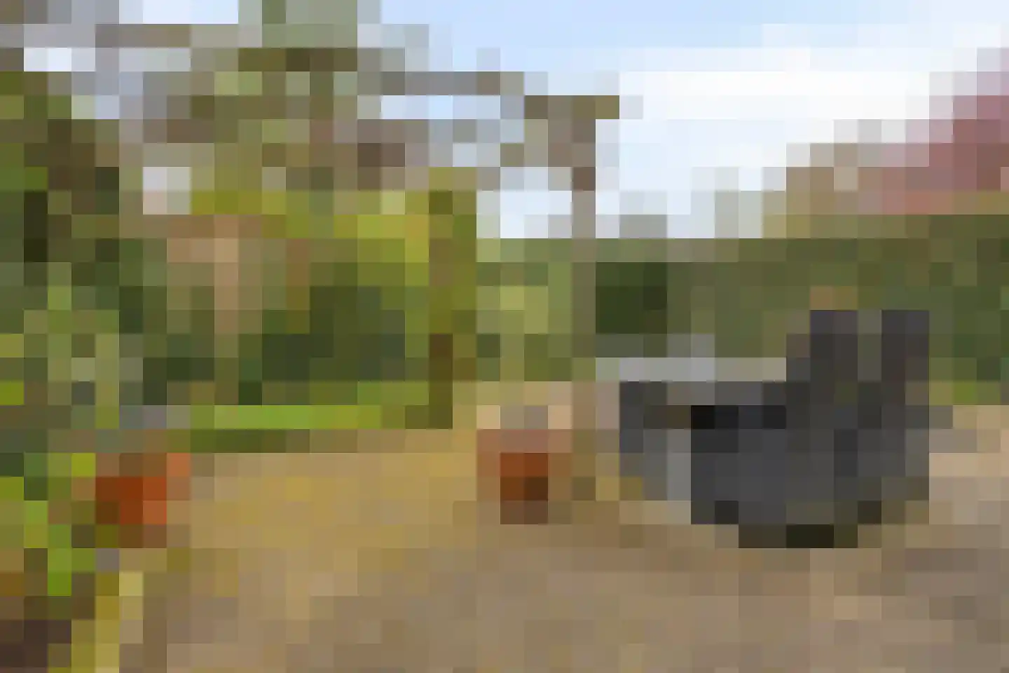 Viltroos 1 Leusden thumbnail 30