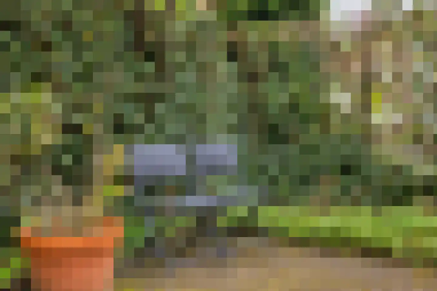Viltroos 1 Leusden thumbnail 34