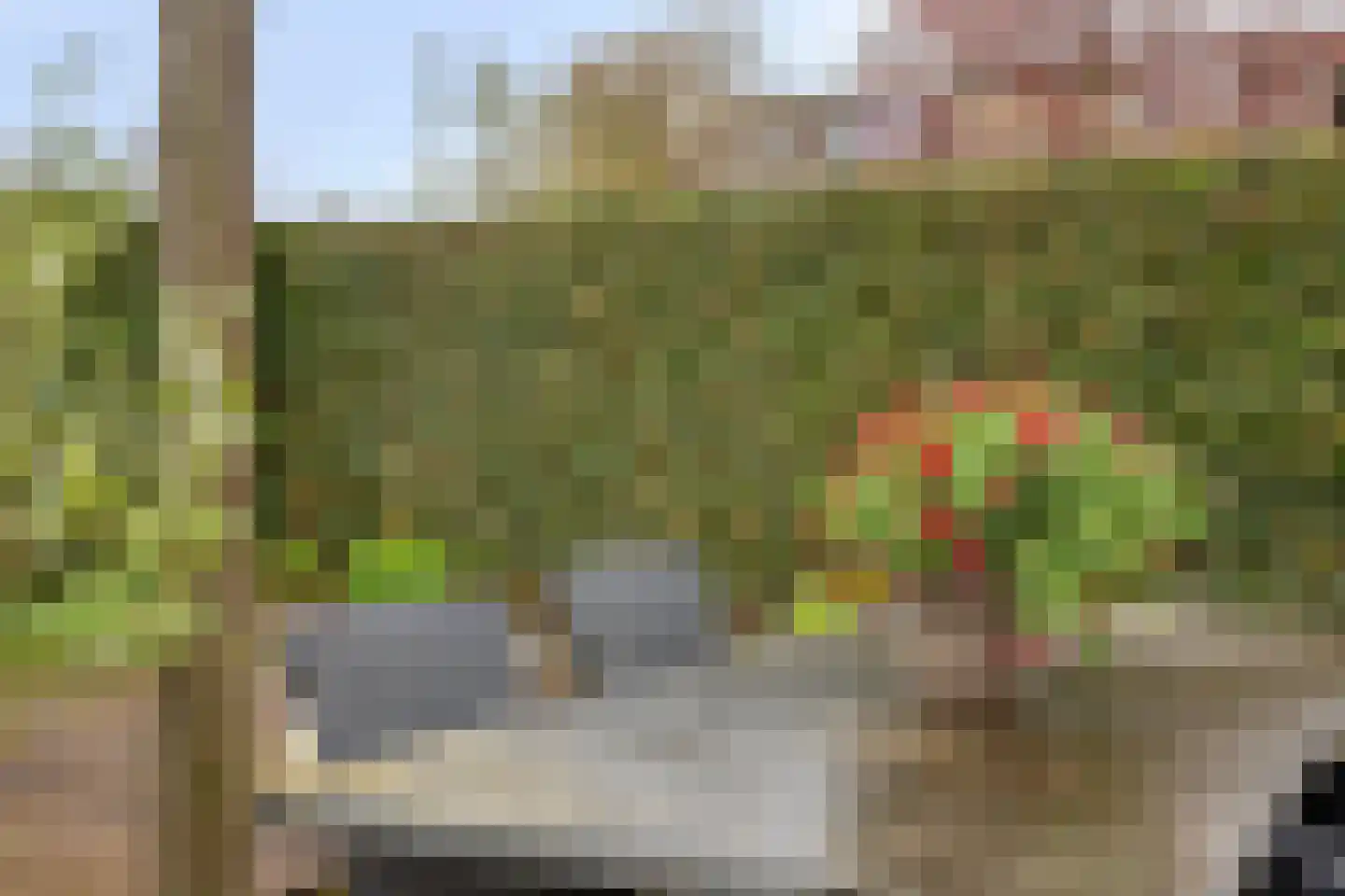 Viltroos 1 Leusden thumbnail 35