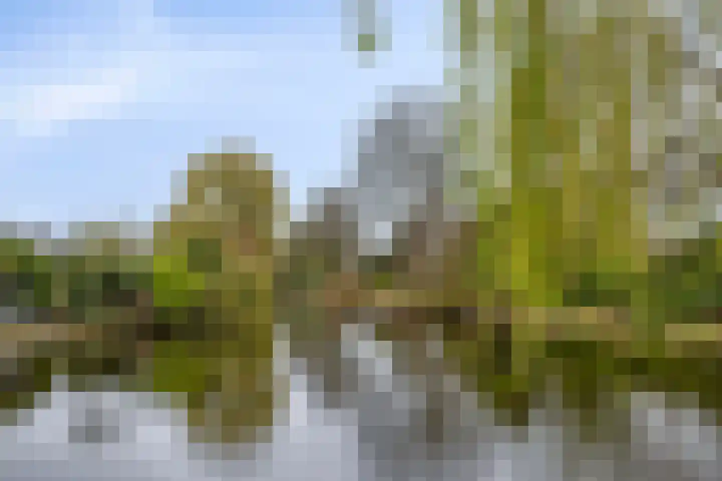 Viltroos 1 Leusden thumbnail 37