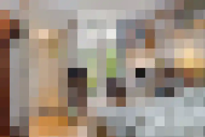Vindicatstraat 8 Groningen thumbnail 16