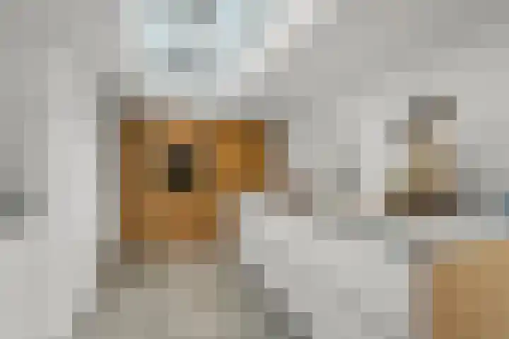 Vingerhoed 11 Dieren thumbnail 17