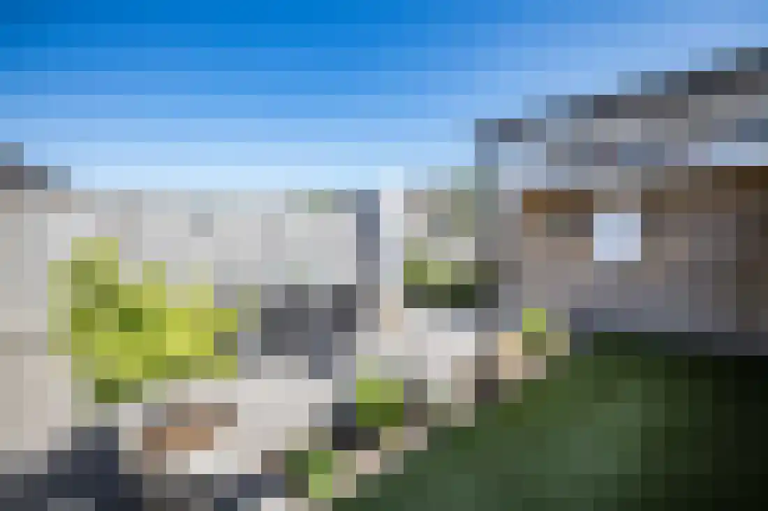 Vingerhoedskruid 10 Vroomshoop thumbnail 36