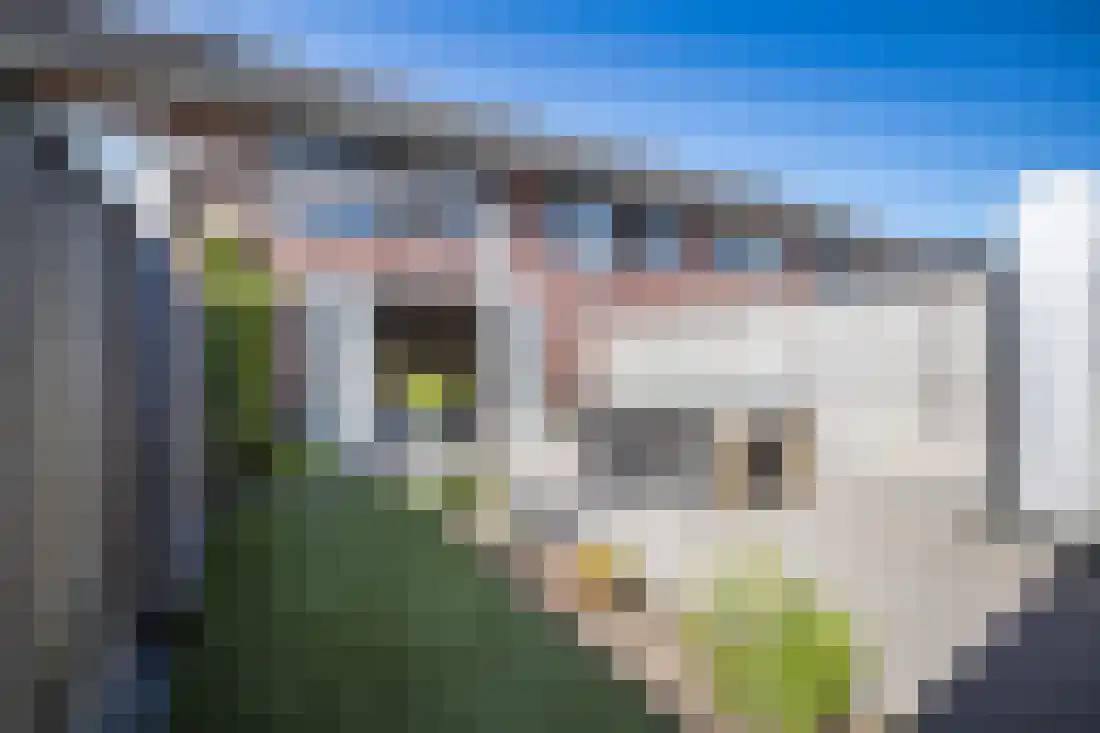 Vingerhoedskruid 10 Vroomshoop thumbnail 4