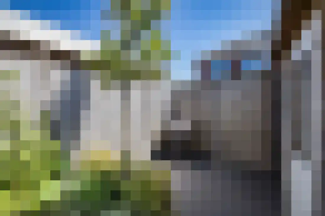 Vingerhoedskruid 10 Vroomshoop thumbnail 40