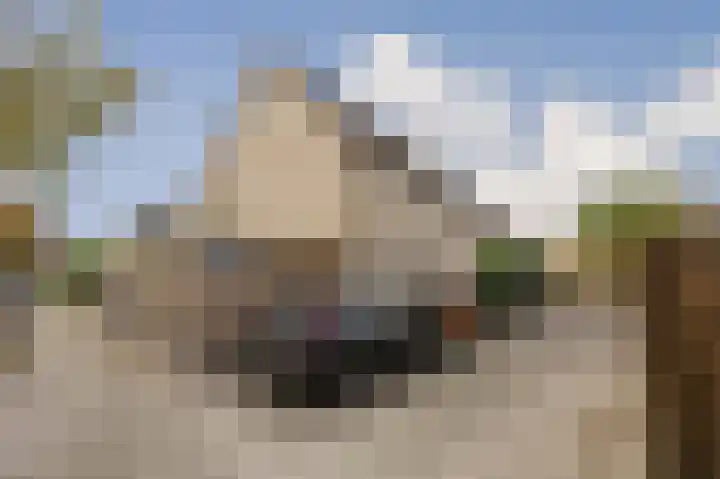 Vingerhoedskruid 14 Hoogvliet Rotterdam thumbnail 8