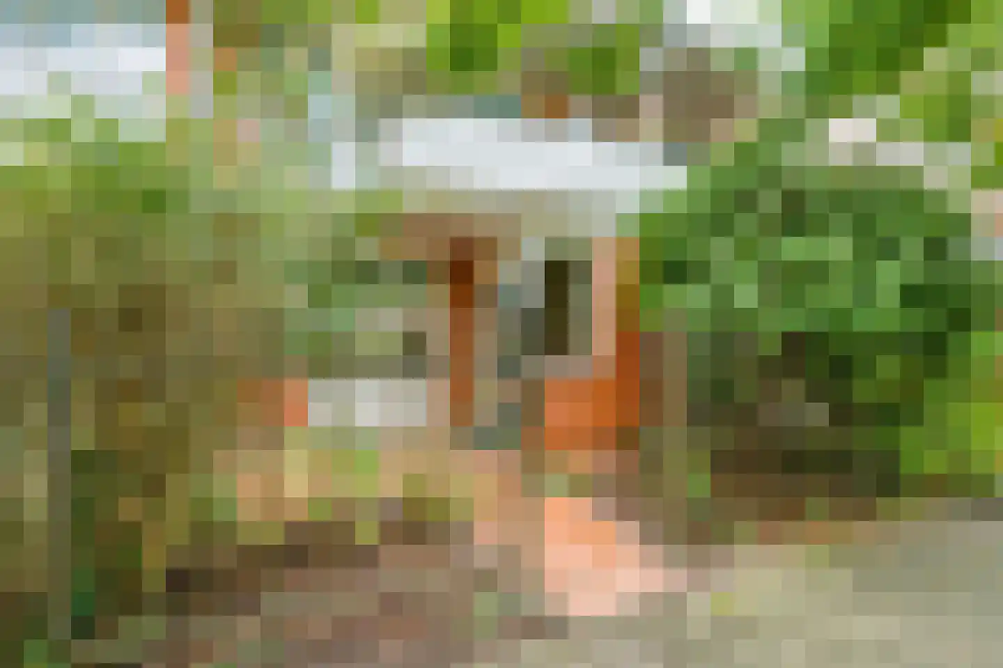 Vingerhoedskruid 28 Diemen thumbnail 26