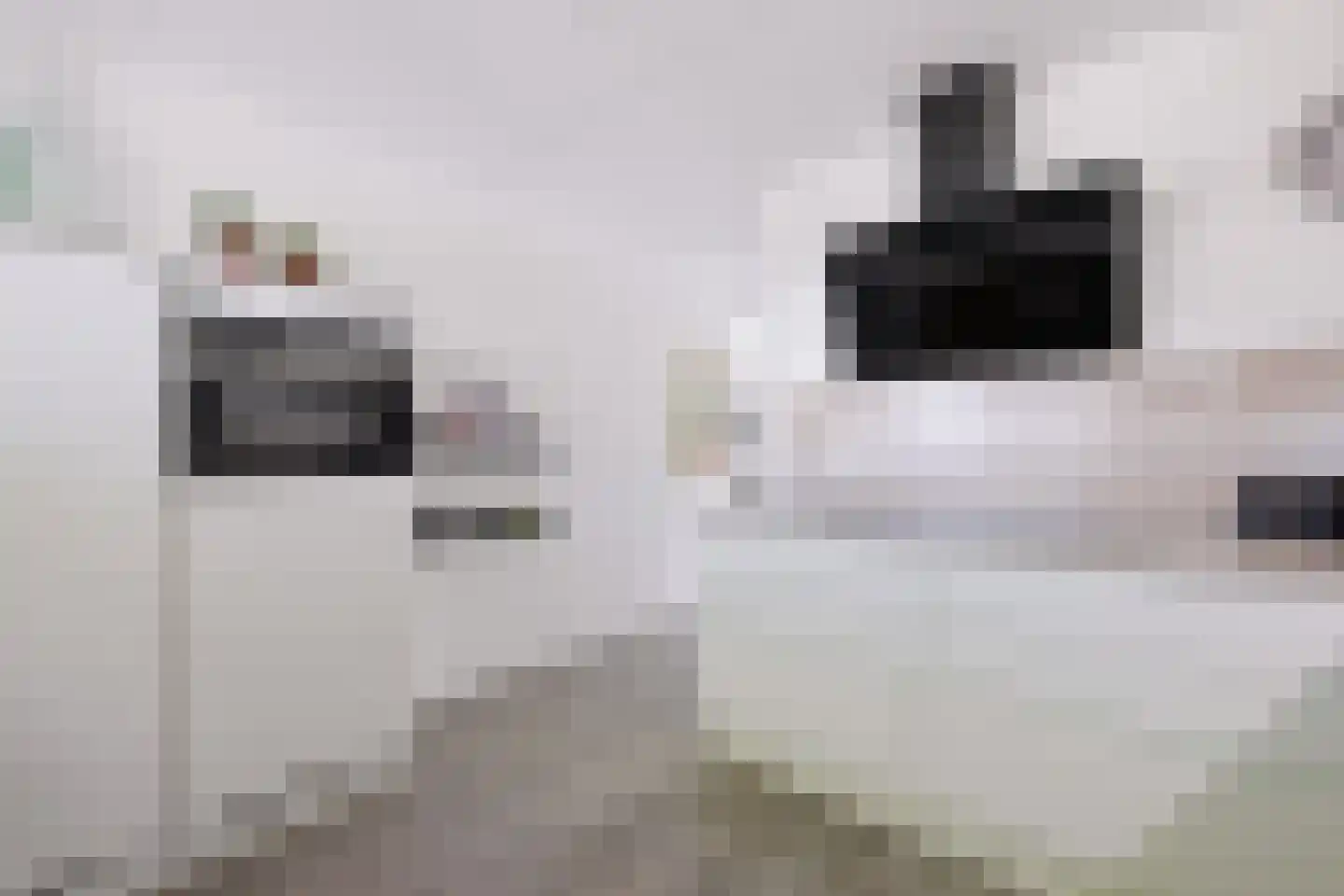 Vingerhoedskruid 36 Venray thumbnail 10