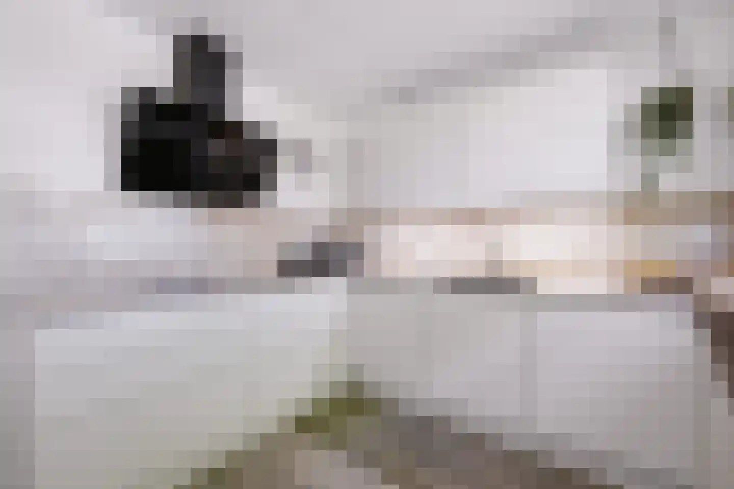 Vingerhoedskruid 36 Venray thumbnail 8