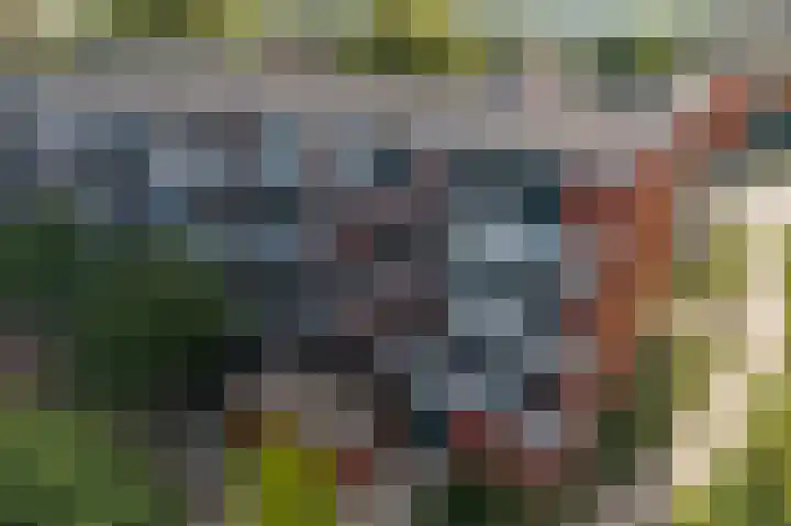 Vingerhoedskruid 38 Diemen thumbnail 30