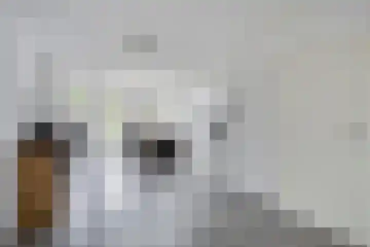 Vingerhoedskruid 43 Venray thumbnail 10