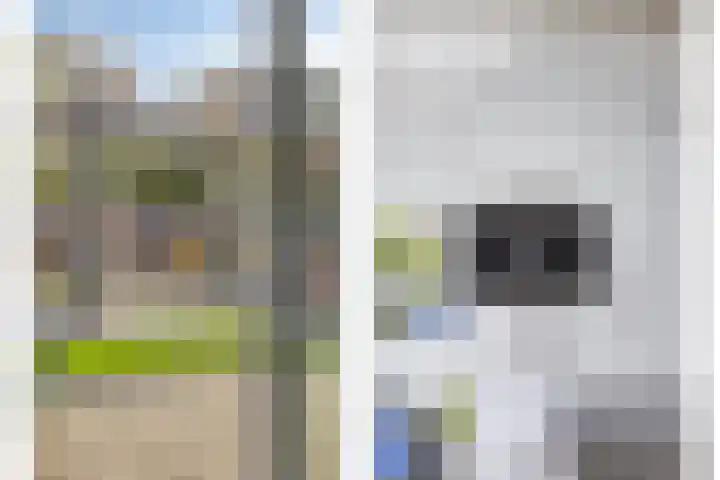 Vingerhoedskruid 43 Venray thumbnail 17