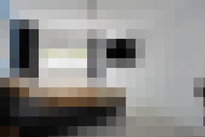 Vingerhoedskruid 43 Venray thumbnail 19