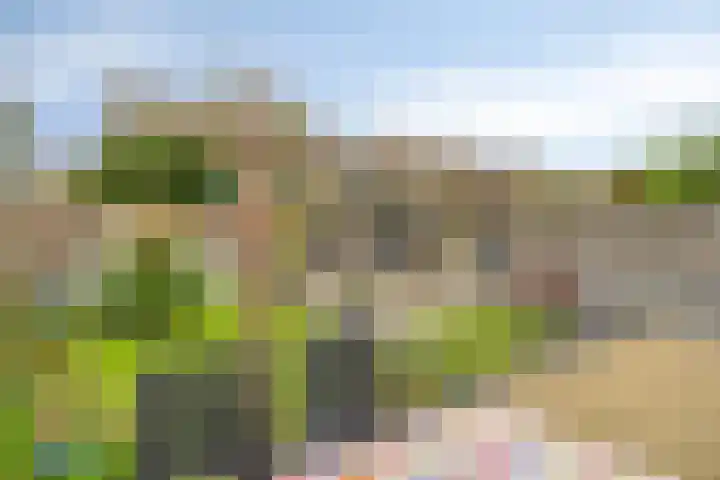 Vingerhoedskruid 43 Venray thumbnail 30