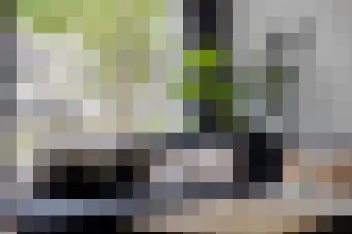 Vingerhoedskruid 43 Venray thumbnail 8