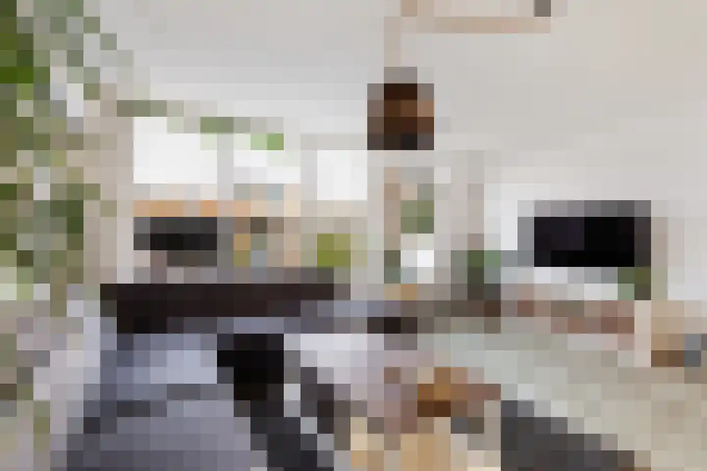 Vingerhoedskruid 5 Krimpen aan den IJssel thumbnail 11