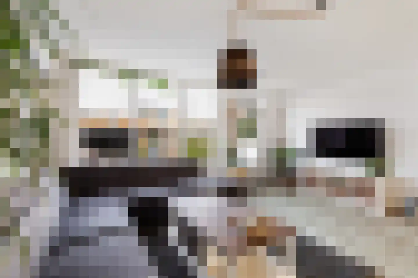 Vingerhoedskruid 5 Krimpen aan den IJssel thumbnail 11