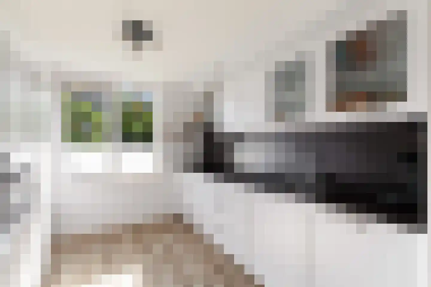 Vingerhoedskruid 5 Krimpen aan den IJssel thumbnail 20