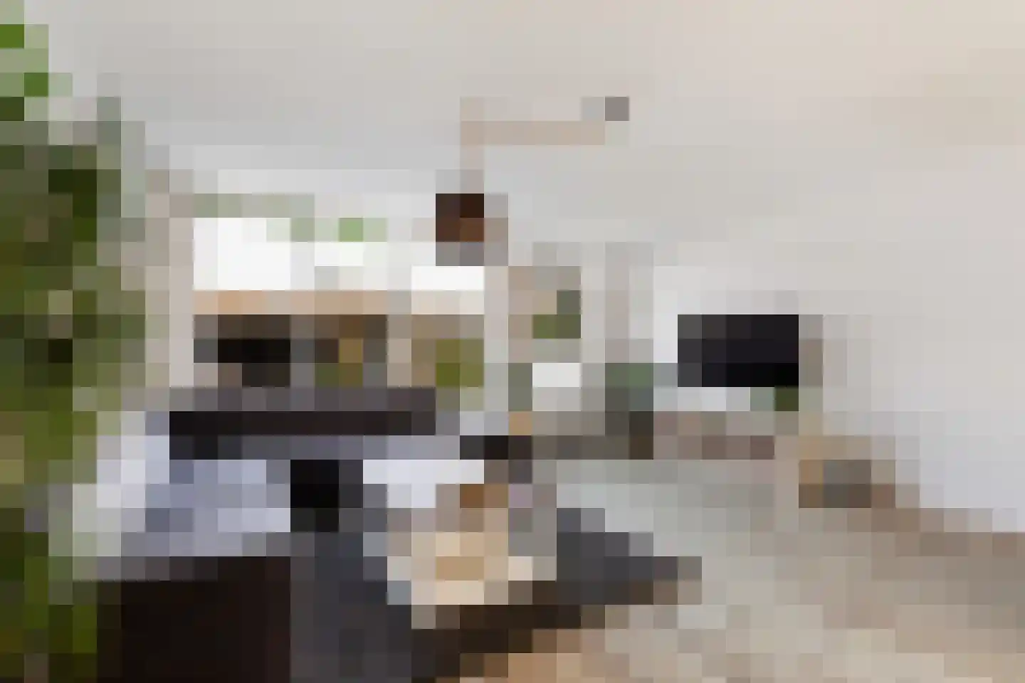 Vingerhoedskruid 5 Krimpen aan den IJssel thumbnail 9