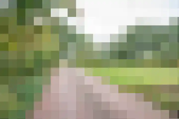 Vinkebroeksestraat 8 Zeddam thumbnail 53